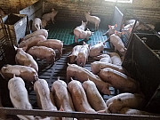 Поросята DanBred. Поросята PIC. Полтава