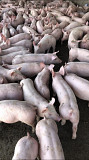 PIC, поросята DanBred для відгодівлі. Черкаси