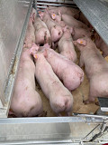 Придбати поросят породи DanBred, PIC. Київ
