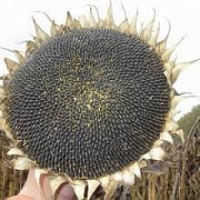Насіння соняшника Неймар (110 днів) - гібрид стійкий до фузаріозу, під гранстар. Київ