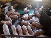 Купити поросята з свинарника. Київ