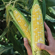 Продам цукрову кукурузу, Київська область. Україна