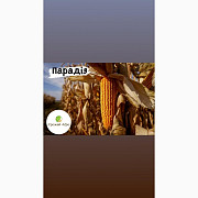 Насіння кукурудзи гібрид ПАРАДАЙЗ (ФАО 270) (2023 рік), ТМ "ВНІС", Київ. Україна