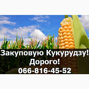 Куплю кукурудзу! Дорого, Полтавська область. Україна