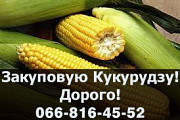 Підприємство закуповує кукурудзу! Найвищі ціни в регіоні, Полтавська область. Україна