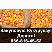 Закуповую кукурудзу поточного (2023-24р) врожаю, Полтавська область. Україна