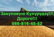На постійній основі підприємство купує кукурудзу! Великі контракти! Оплата фактична, на вагах, Полта Україна
