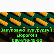 Закуповую кукурудзу в будь-якій кількості! Є великі контракти! Високі ціни, Полтавська область. Україна
