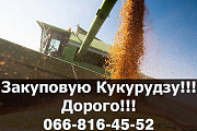 Підприємство купує кукурудзу великим оптом! Оплата за вагою! Є можливість зберігання, Полтавська обл Україна