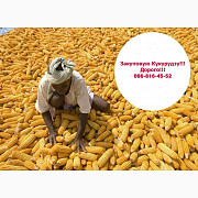 Купую кукурудзу! Доступні послуги сушіння, зберігання, Полтавська область. Україна