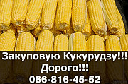 Підприємство закуповує кукурудзу! Оплата за вагою! Доступні послуги сушіння/зберігання, Полтавська о Україна