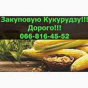 Купую кукурудзу великими обсягами, на постійній основі! Відкриті контракти, Полтавська область. Україна