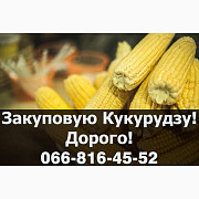 Підприємство купує кукурудзу! Дорого. Полтавська область. Україна