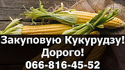 Закуплю кукурудзу 2024 року врожаю! Дорого! Оплата на вагах, Полтавська область. Україна