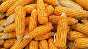 Закуповуємо кукурудзу фуражну, Київська область. Україна