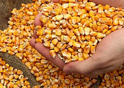 Купуємо кукурудзу оптом. Новий врожай, Полтавська область. Україна