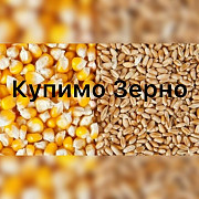 Підприємство закуповує фуражну кукурудзу та пшеницю великими обсягами по Україні, Тернопільська обла Україна