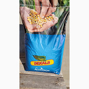 Продам насіння кукурудзи Monsanto ДКС 5007 - є сертифікат якості на насіння, Дніпропетровська област Україна