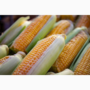 Продам кукурудзу 500 тонн, Київська область, Сквира. Украина
