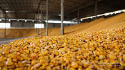 Продам кукурудзу 1000 тонн, Київська область, Ворзель. Украина