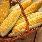 Продам кукурудзу, 100 тонн, Одеська область, Піщана. Украина