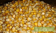 Куплю кукурудзу, Сумська область. Украина