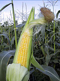 Насіння кукурудзи гібрид ЯНІС (FAO 270), Київ. Україна