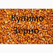 Компанія купить догори кукурудзу, Закарпатська область. Україна