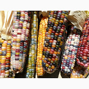 Купуємо кукурудзу (побічний продукт кукурудзи), Кіровоградська область. Україна