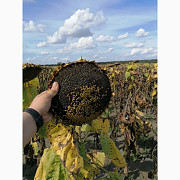 Продам насіння соняшнику під Гранстар (50 г/га), Київська область. Україна