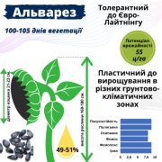 Пропоную насіння соняшника гібрид АЛЬВАРЕЗ (ІМІ), Київська область. Україна