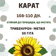 Посівний матеріал соняшника. Гібрид КАРАТ (108-110 дн.), Київська область. Україна