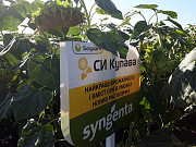 Сім'яні насіння соняшнику СІ Купава від Syngenta, Кіровоградська область. Україна