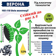 Насіння соняшника гібрид - Верона, Дніпропетровська область. Україна