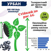 Насіння соняшника гібрид Урбан OR7, Дніпропетровська область. Україна