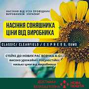 Новинка!!! Насіння соняшника гібрид - УРБАН OR7 (SU), Київська область. Україна