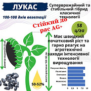 Насіння соняшника ЛУКАС, Дніпропетровська область. Україна