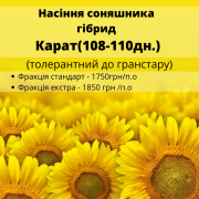Насіння соняшнику гібрид КАРАТ (108-110 днів) стійкий до гранулювання, Полтавська область. Україна