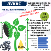 Посівний матеріал соняшника та кукурудзи, Одеська область. Україна