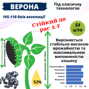 Посівний матеріал соняшника та кукурудзи, Одеська область. Україна
