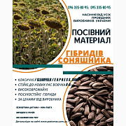 Посівний матеріал соняшника та кукурудзи, Одеська область. Україна