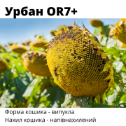 Новинки!!! Насіння соняшнику гібрид - Урбан OR7+ під Гранстар, Київська область. Україна