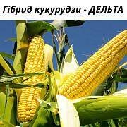 Насіння кукурудзи гібрид - Дельта (FAO 280), Київ. Україна
