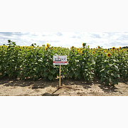 Соняшник гібрид "Бонасол" від Mirasol Seed (Іспанія), Полтавська область. Україна