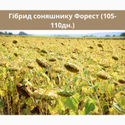 Насіння соняшника - Форест 105-110 днів (гранстійкий), Дніпропетровська область. Україна