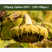 Високоврожайний гібрид соняшника - УРБАН OR7, Київська область. Україна