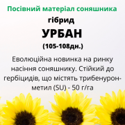 Високоврожайний гібрид соняшника - УРБАН OR7, Київська область. Україна