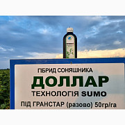Підсоняшник Доллар Сумо під гранстар 50 грам. Гібрид стійкий до вовчка A-G+. 48 ц/га, Дніпропетровсь Україна