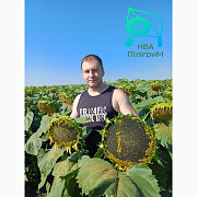 Семена соняшника "Флокс". 50 грам гранстара. 7+. Заразиха + відеоогляди клієнтів, Дніпро. Україна