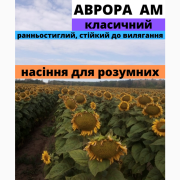 Сім'яна соняшнику гібрид Аврора АМ F1, Харківська область. Україна